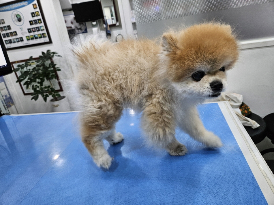 남산동물병원_411302202400143